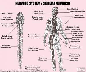 пазл Нервной системы